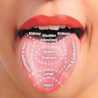 Tongue diagnosis map showing organ zones in Chinese medicine — heart at the tip, lungs behind, spleen and stomach in the centre, liver and gallbladder on the sides, kidneys and bladder at the root